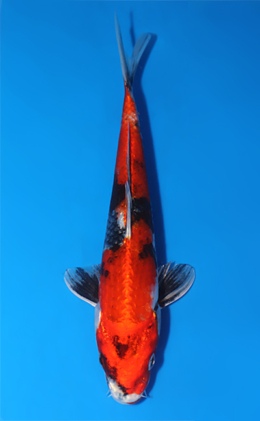 Kin Showa - koi #x0829a047