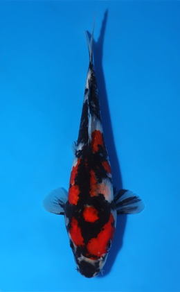 Showa - koi #x0829a052