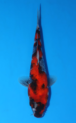 Showa - koi #x0829a057