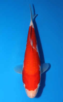 Kohaku - koi #x0829a058