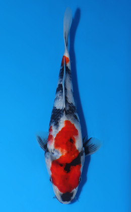 Showa - koi #x0829a059