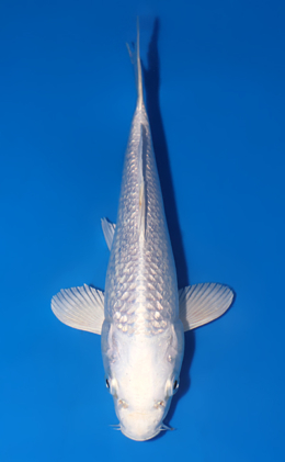 Ginrin Platinum - koi #x0829a060