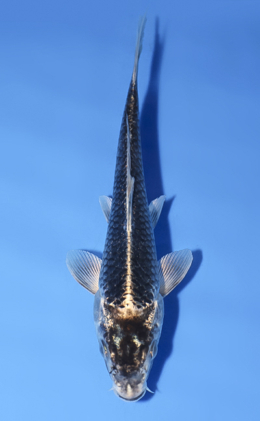 Kawari - koi #x0902a001