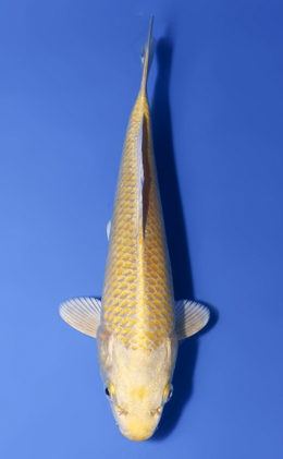 Ogon - koi #x0902a002