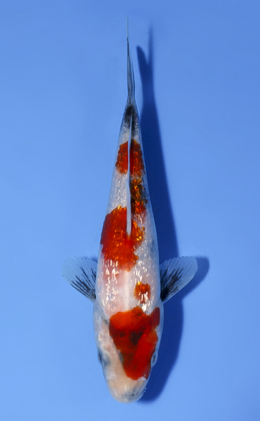 Ginrin Showa - koi #x0902a003
