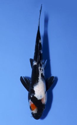 Showa - koi #x0902a004
