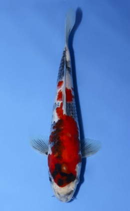 Showa - koi #x0902a005