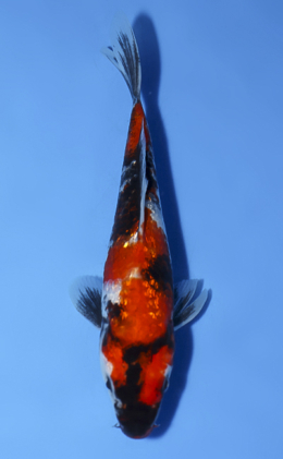 Ginrin Showa - koi #x0902a007