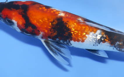 Ginrin Showa - koi #x0902a007 - Side View A