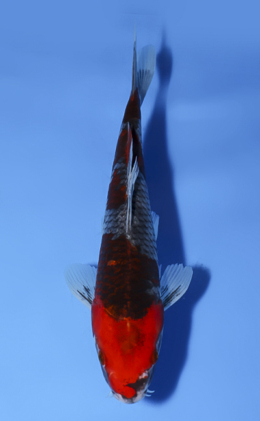 Goshiki - koi #x0902a008