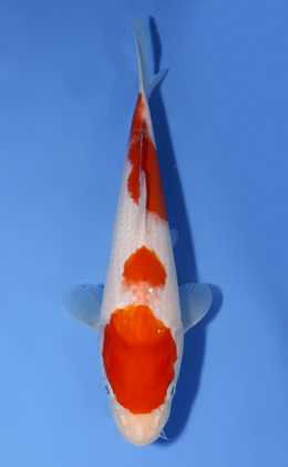 Kohaku - koi #x0902a009