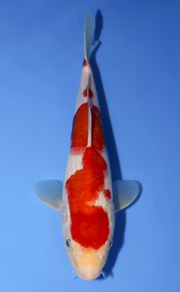 Kohaku - koi #x0902a011