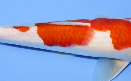 Kohaku - koi #x0902a011 - Side View A