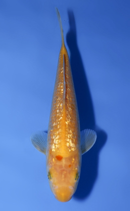 Ginrin Kigoi - koi #x0902a012