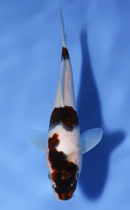Budogoromo - koi #x0902a016