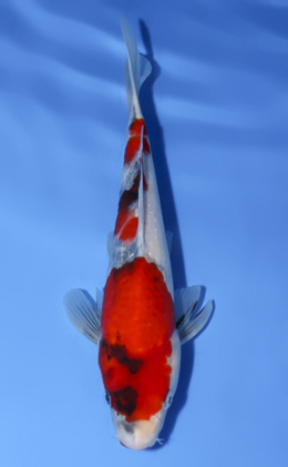 Showa - koi #x0902a018