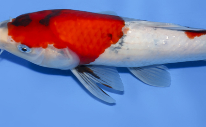 Showa - koi #x0902a018 - Side View A