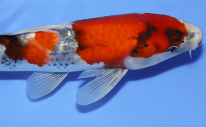 Showa – koi #x0902a018 - Image 3