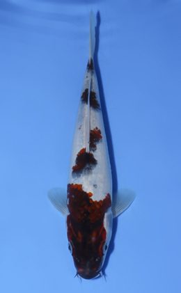 Budogoromo - koi #x0902a021