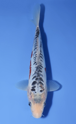 Shusui - koi #x0902a022