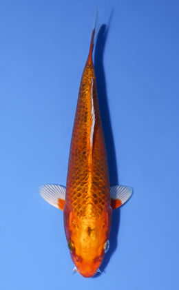 Orange Matsuba Ogon - koi #x0902a023