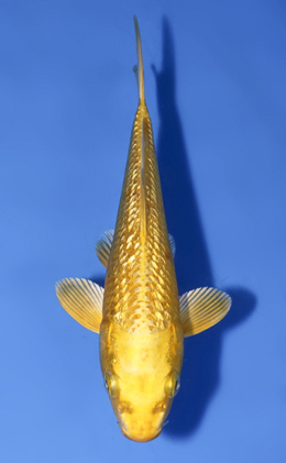Ginrin Ogon - koi #x0902a024