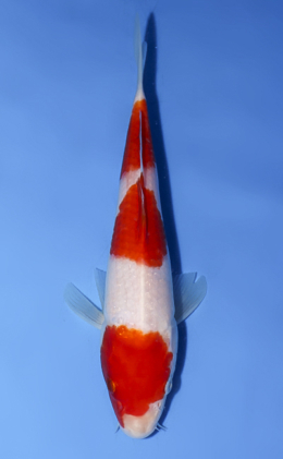 Kohaku - koi #x0902a026