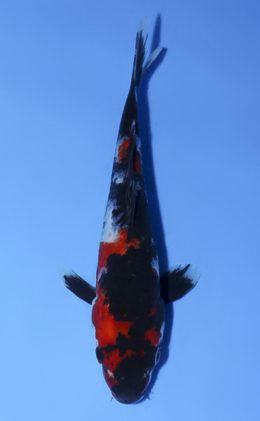 Showa - koi #x0902a028