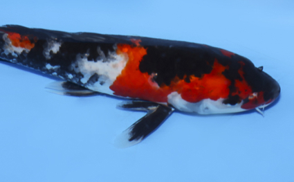 Showa - koi #x0902a028 - Side View A