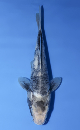 Kawari - koi #x0902a030