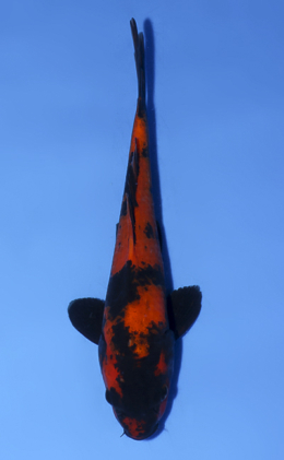 Hi Utsuri - koi #x0902a031