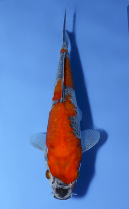 Goshiki - koi #x0902a032