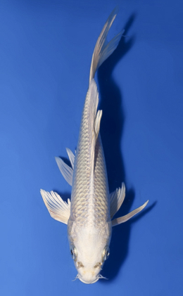 Hirenaga Platinum - koi #x0902a033