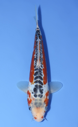 Shusui - koi #x0902a034