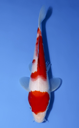 Kohaku - koi #x0902a035