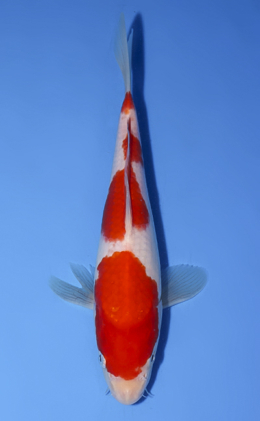 Kohaku - koi #x0902a036