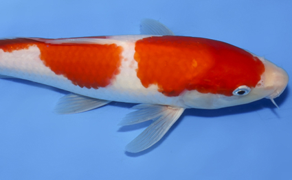 Kohaku - koi #x0902a036 - Side View A