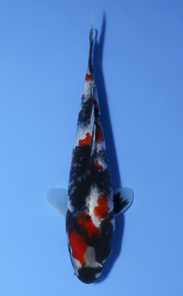 Showa - koi #x0902a037