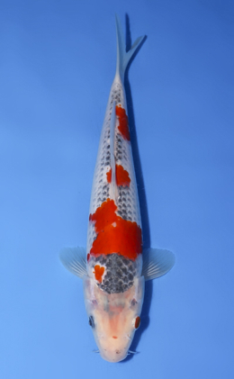 Goshiki - koi #x0902a039