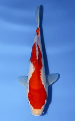 Kohaku - koi #x0902a040