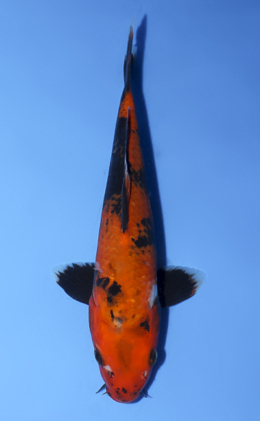 Showa - koi #x0902a041