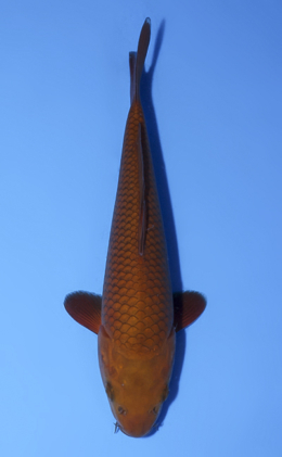Chagoi - koi #x0902a042