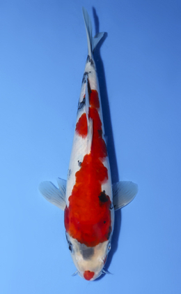 Showa - koi #x0902a044