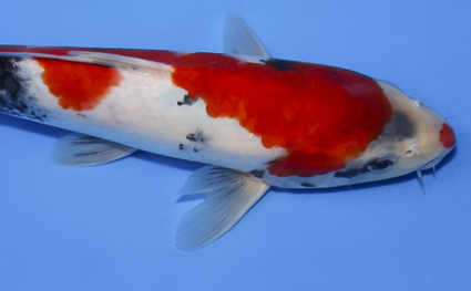 Showa - koi #x0902a044 - Side View A