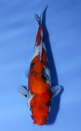 Showa - koi #x0902a045