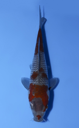 Ochibashigure - koi #x0902a047