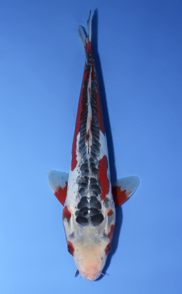 Shusui - koi #x0902a048