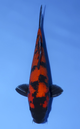 Hi Utsuri - koi #x0902a049