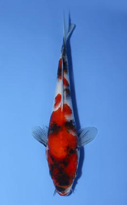 Showa - koi #x0902a050