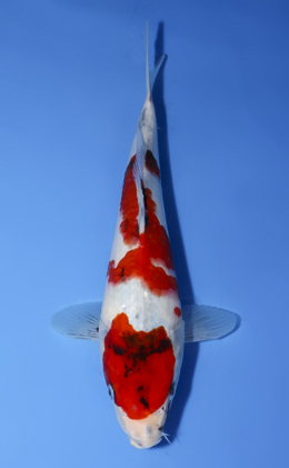 Showa - koi #x0902a052